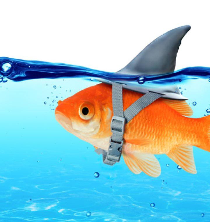 poisson rouge avec un gilet de requin visibilité marketing digital seo optimisation des moteurs de recherche mbi-network webdesign responsive