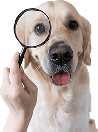 chien labrador avec une main de femme devant lui qui tient une loupe sur son oeil droit seo optimisation des moteurs de recherche mbi-network webdesign responsive marketing digital