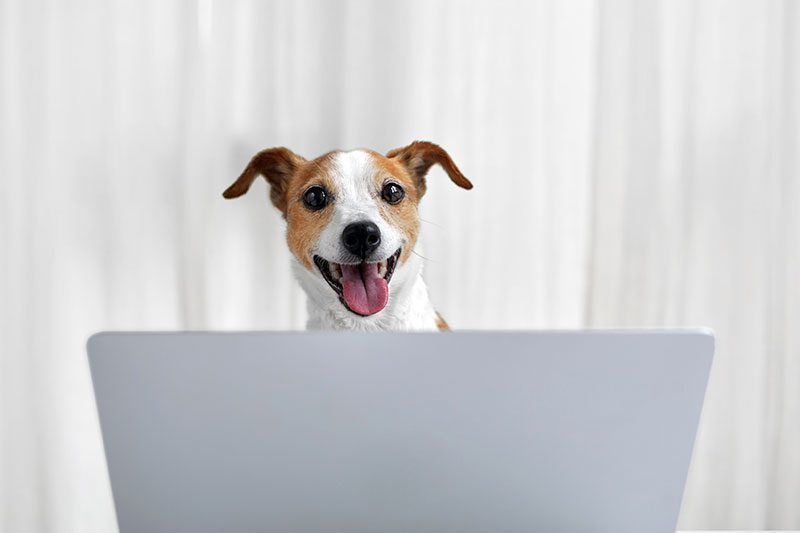 chien content souriant devant un laptop pour indiquer qu'il apsse une belle expérience utilisateur ux avec mbi-network webdesign responsive conception visuelle marketing digita seo inuitif et réactif contenu mots clés keywords