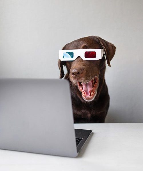 ux expérience utilisateur avec la conception responsive intuitif et réactif du webdesign ou du e-commerce mbi-network chien portant des lunettes 3D regardant l'écran d'un ordinateur portable